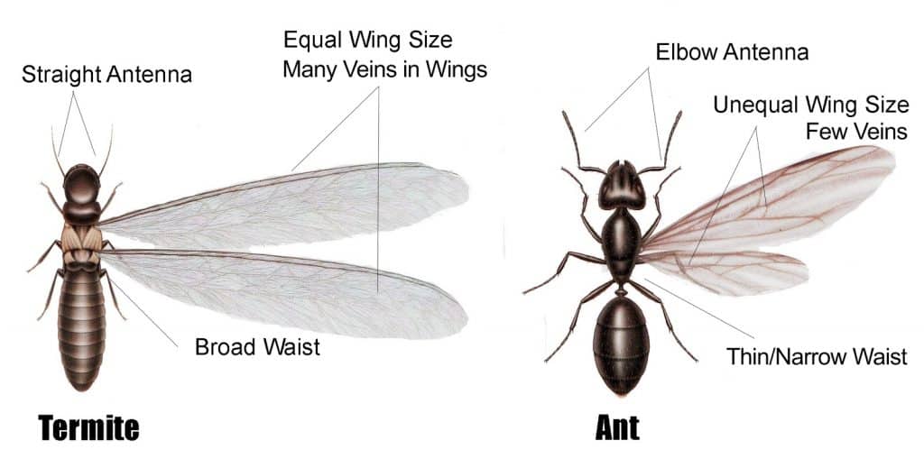 How To Tell If Your Home Has Termites