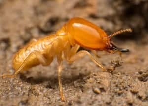 termite_climate_full_width