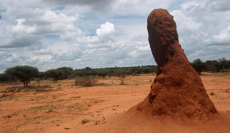 termite colony