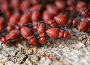 termite colony