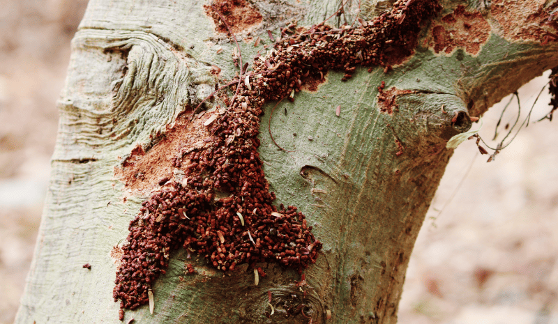 termite colony on tree