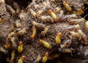 termite communication