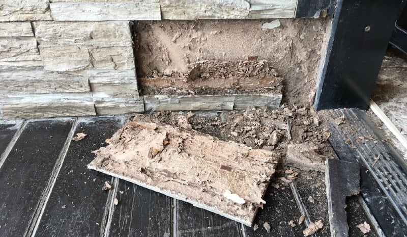 termite damage