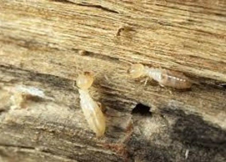 termite eating