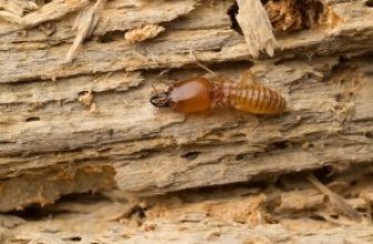 termite feeding habits