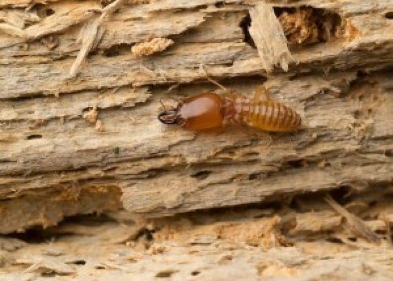 termite feeding habits