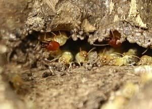 termite life cycle