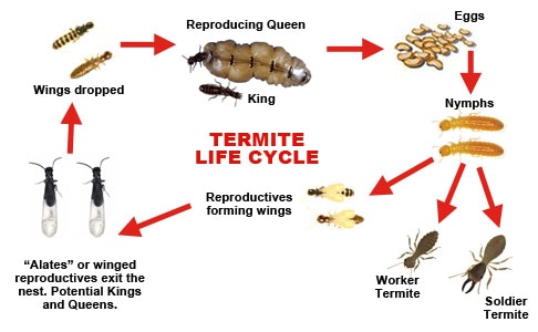 Guardianpest Termite Control