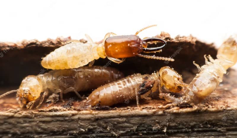 termite macro decomposing wood