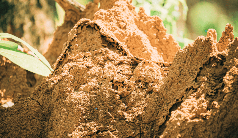 termite nest