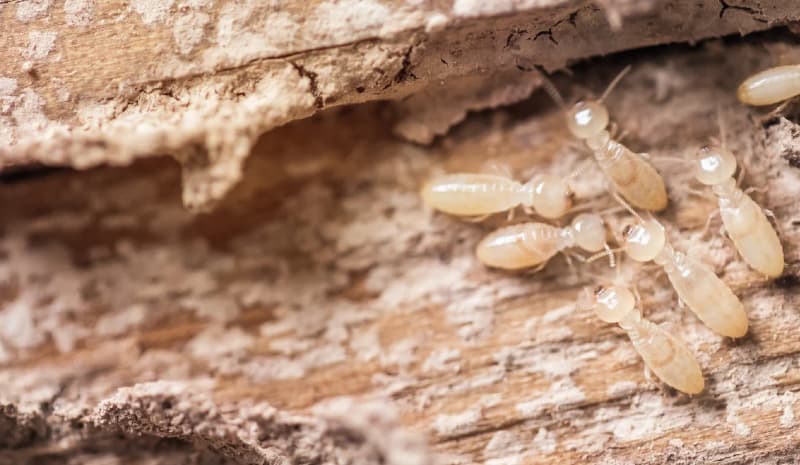 termite nymphs