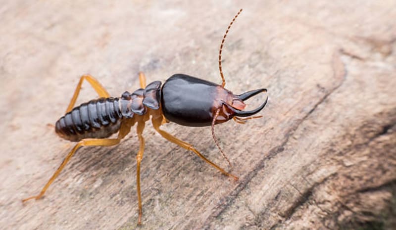 termite soldiers