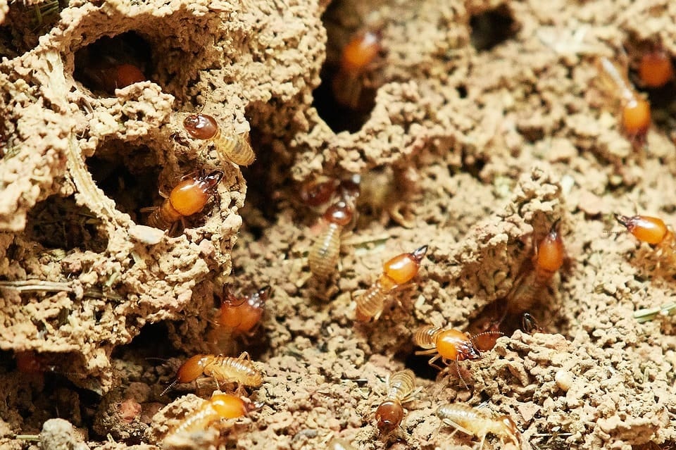 termites in the nest