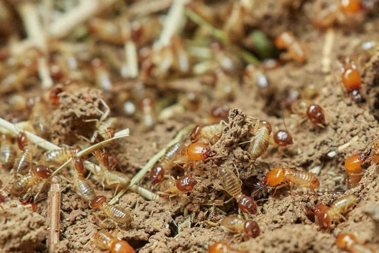 Termites As A Food Source
