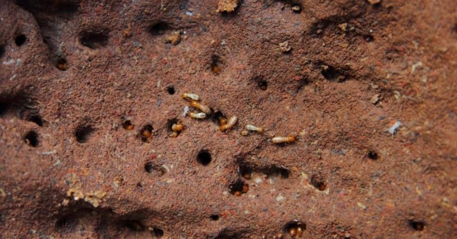 termites on iron surface