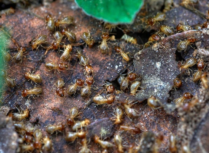 termites on a wooden surface