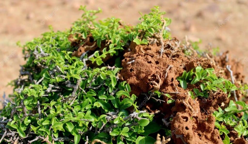 What Do Termites Eat Understanding A Termite S Diet Is Key To   Termites As Agricultural Pests 1024x595 