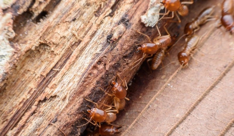 termites eat