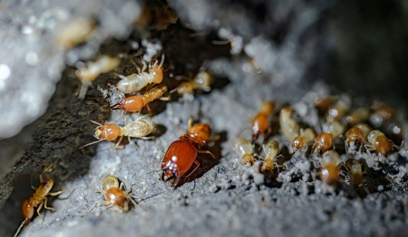 termites eat humus