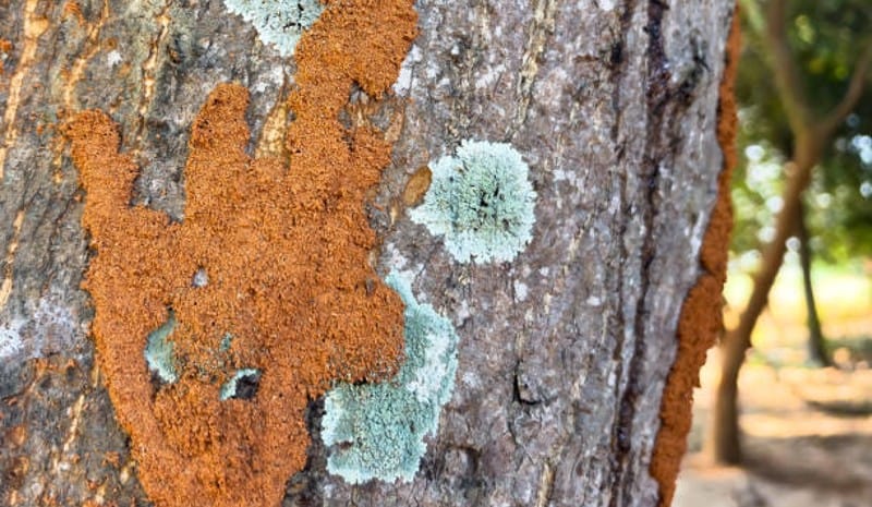 termites eat lichens