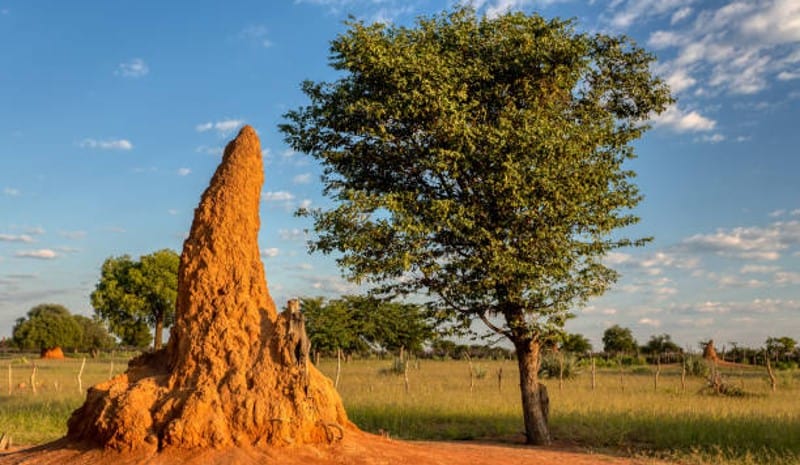 termites in dry regions