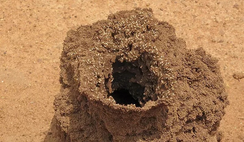 termites in preventing soil erosion