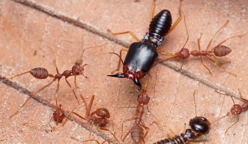 termites vs ants