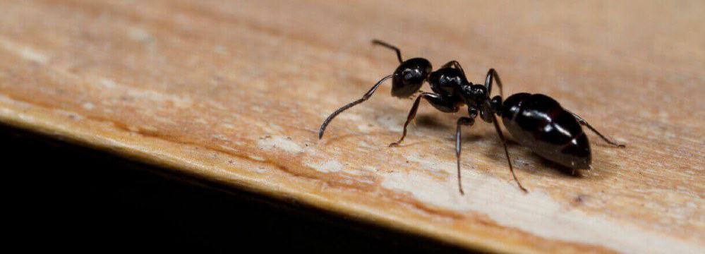 an-ant-on-the-wood