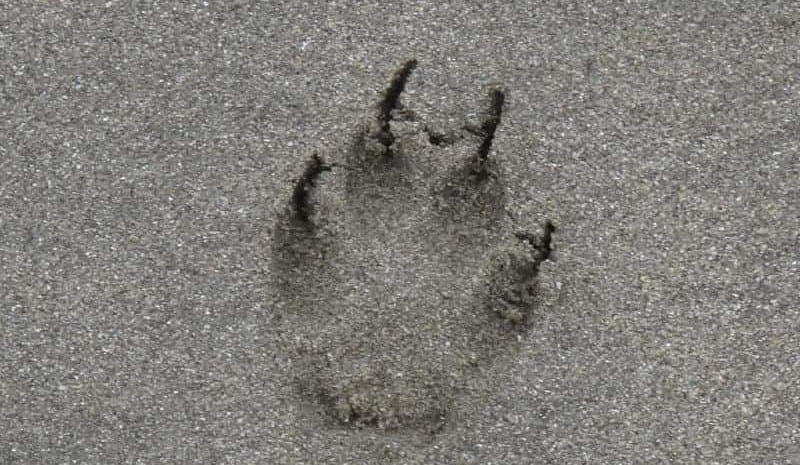 The-coyote-footprint.jpg