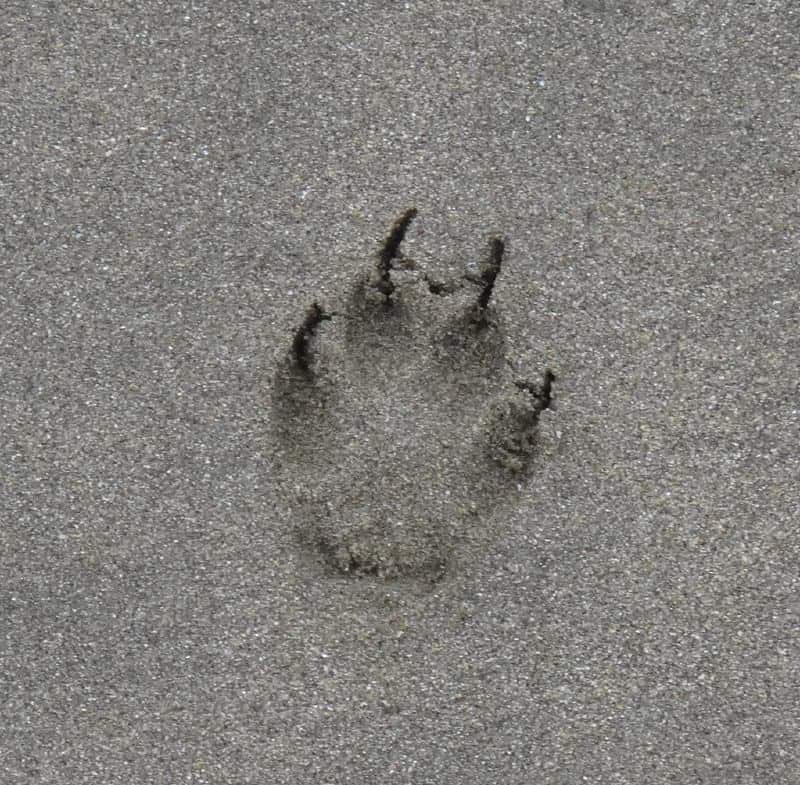 the-coyote-footprint