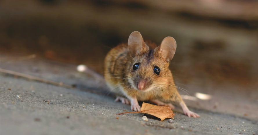 the mouse is standing over the leaf