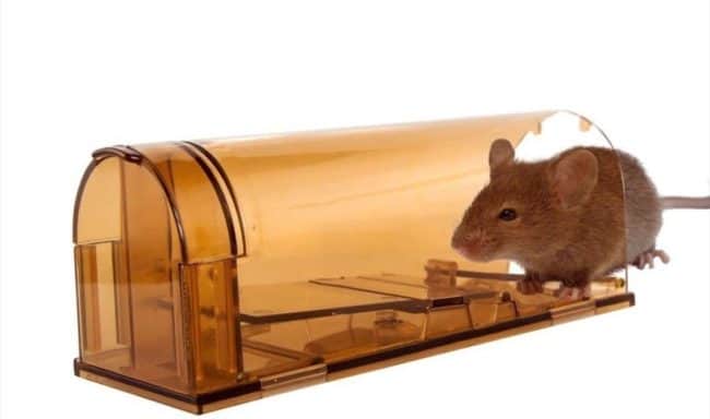 5 Best Vole Traps in 2020: Effective Humane & Killing Models