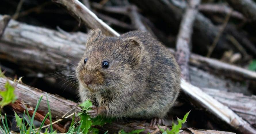 the mouse sits on a branch in the forest