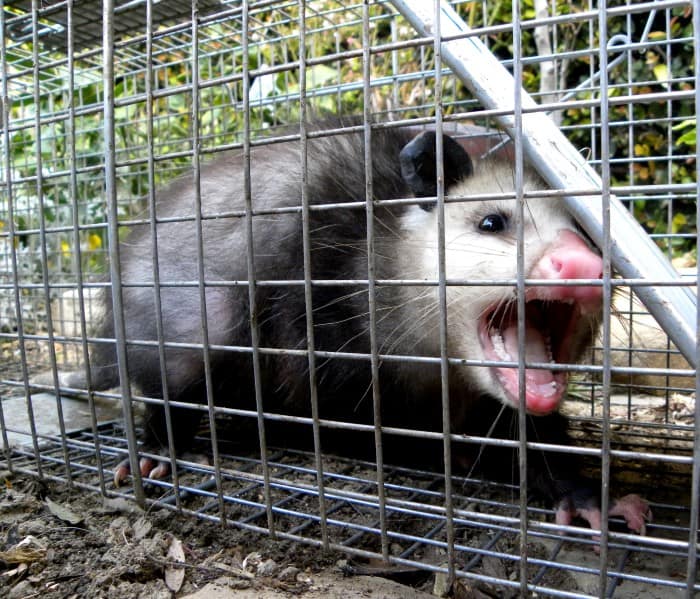 the opossum into the trap