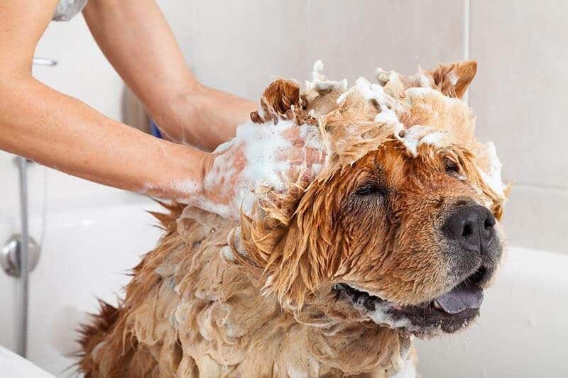 the owner washes the dog