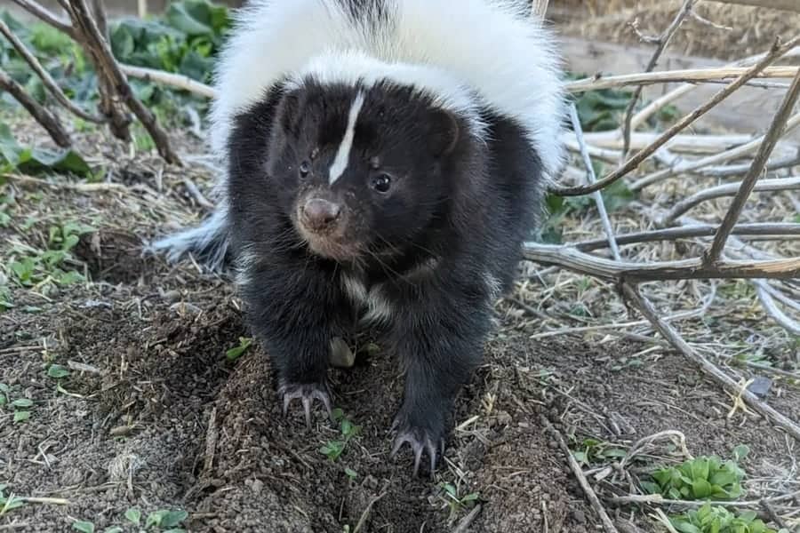 skunk climbs out under deck