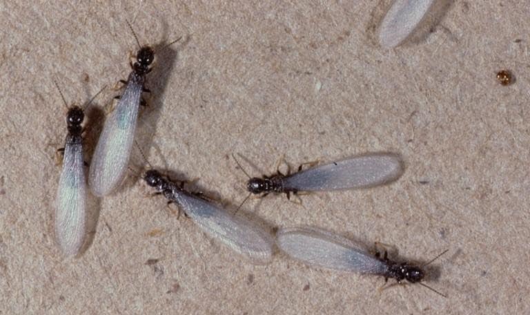 the-subterranean-termites