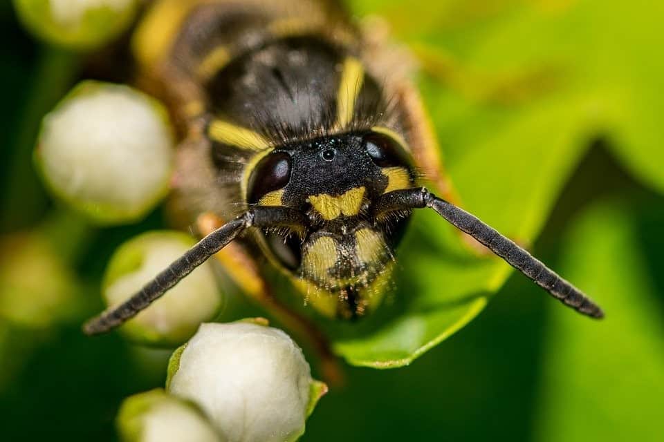 best wasp powders