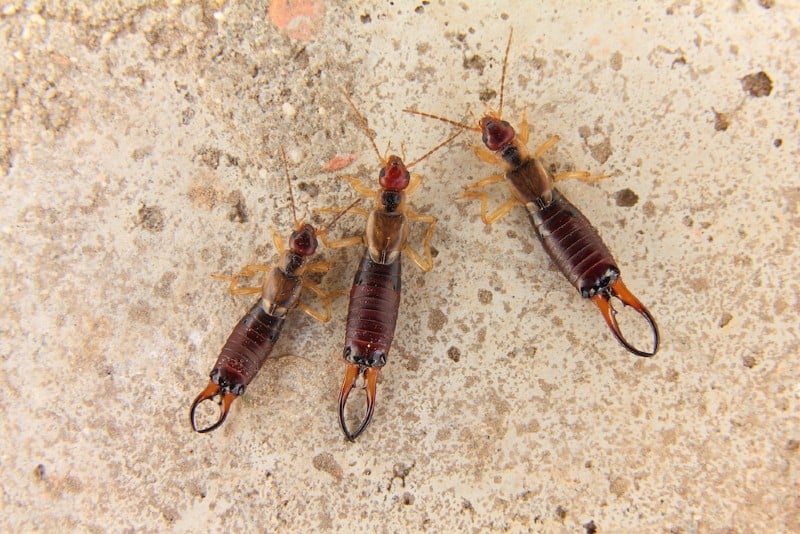 three-Earwigs