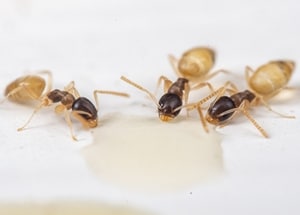 ghost ants