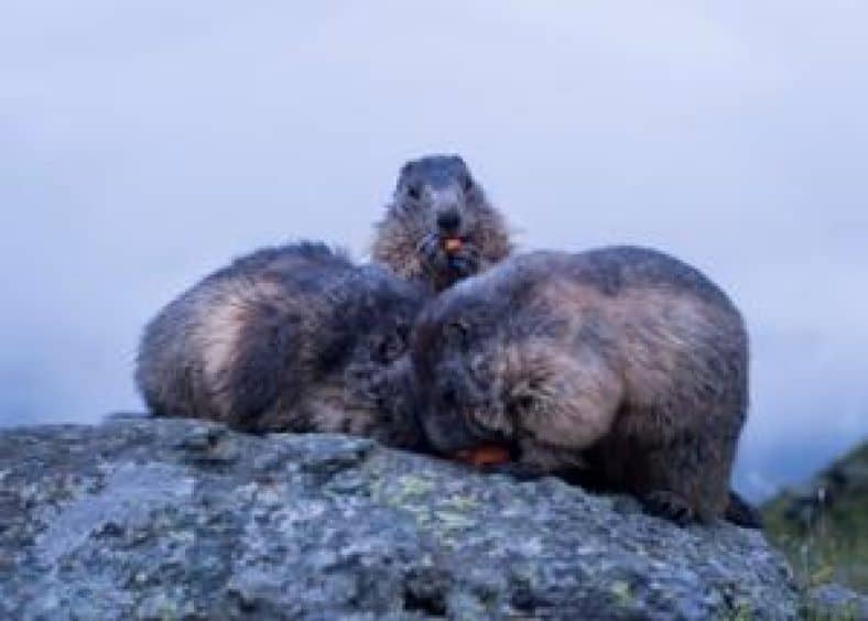 three gophers eat carrots