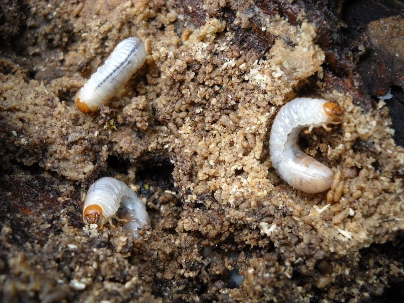 three-grubs