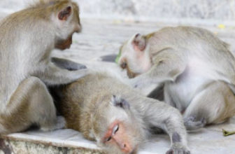 three monkeys looking for fleas