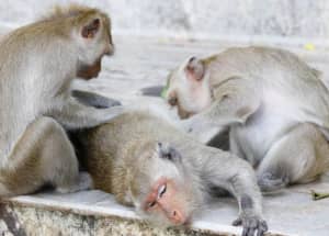 three monkeys looking for fleas
