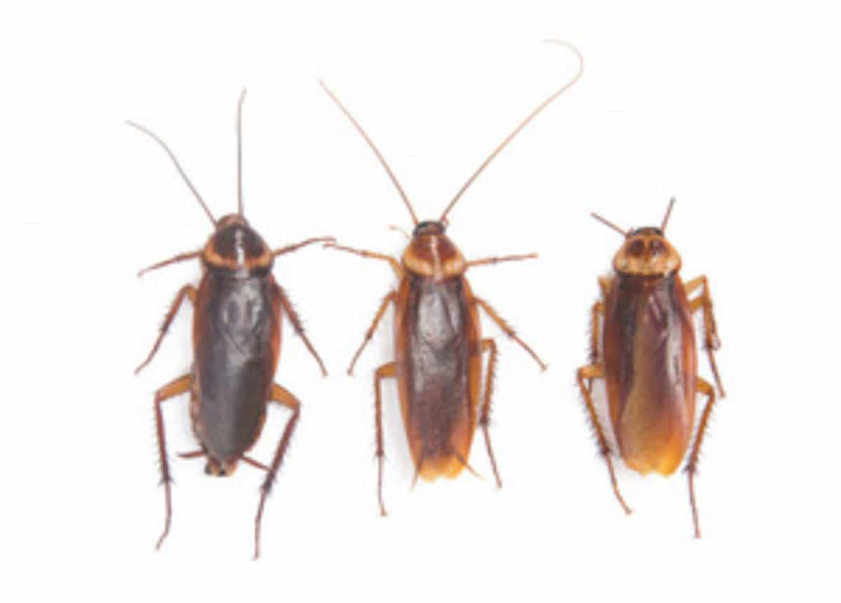 Whats the difference between a water bug and a roach How To Get Rid Of Waterbugs In 4 Steps Control Prevention Guide