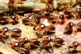 Investigating Termite Feeding Habits