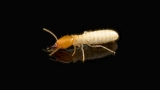 How Landscaping Can Help Prevent Termite Infestation