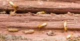 Physical Characteristics of Different Types of Termites