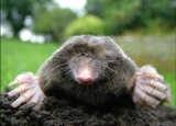 How to Get Rid of Moles: Effective Mole Removal Methods