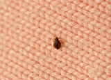 Can Bed Bugs Live on Plastic and What to Do With Them